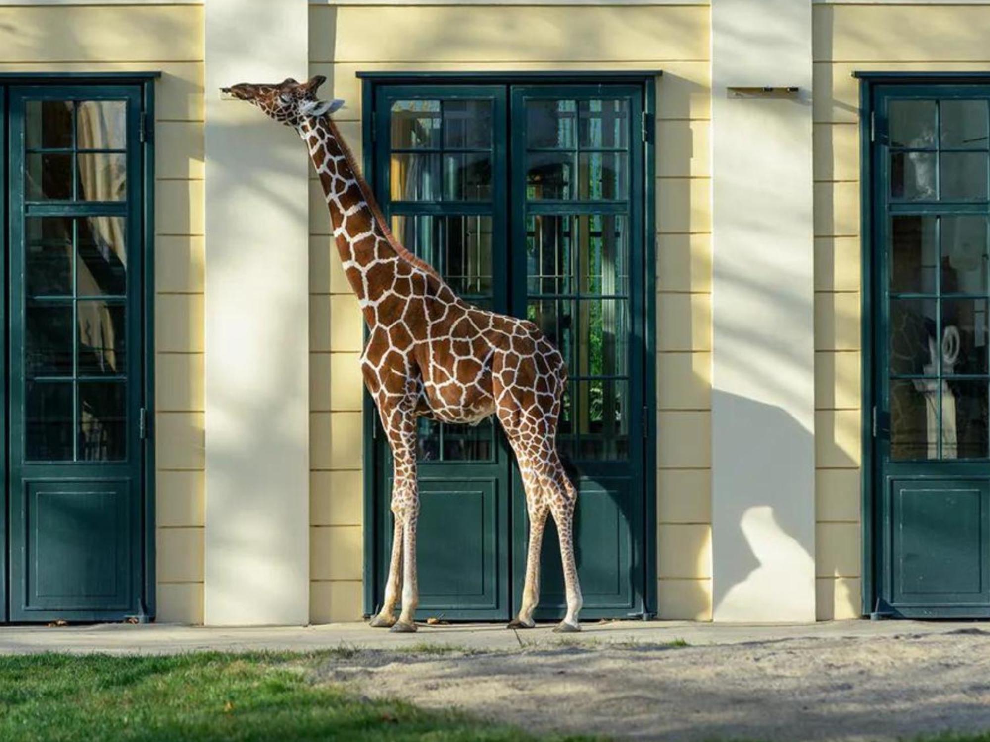Kaiser Lodge - Rooftop Pool & Underground Car Park By Alpenluxus Appartements Viena Exterior foto